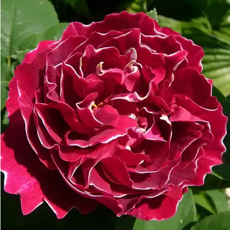 100-150 cm - Trandafiri - Baron Girod de l'Ain - 